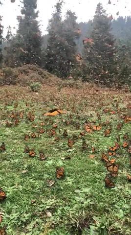 Monarch, Butterfly, Beauty, Beautiful, Nature, Amazing, Insects, Butterflies, Monarch Butterfly, Monarch, Omg, Wow, Incredible, Mind Blown, The Village, M Night Shyamalan, Relaxing, Relaxing Music, Animals, Nature Travel