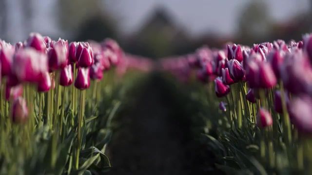 Netherlands - Video & GIFs | timelapse,tulips,tulip,tulip fields,fields,tulipfields,noordoostpolder,flevoland,netherlands,tulip field,bulb fields,bulbs,windmills,hailstorms,landscape,polder,north