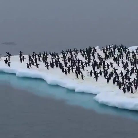 Penguin party, Penguin, Party, Dance, Life, Love, Earth, Arctic, Winter Is Coming, Traveler, Wow, Omg, Wtf, Lol, Black And White, Nature Travel