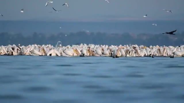 Pink pelicans lake vaya bulgaria, nature travel.