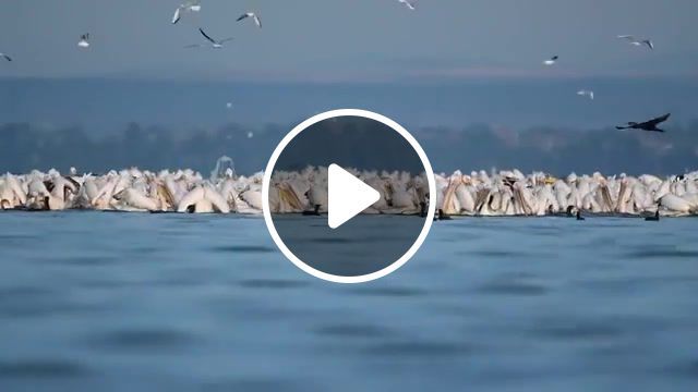 Pink pelicans lake vaya bulgaria, nature travel. #0