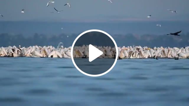 Pink pelicans lake vaya bulgaria, nature travel. #1