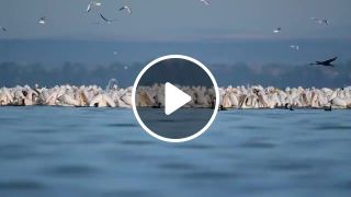 Pink Pelicans Lake Vaya Bulgaria