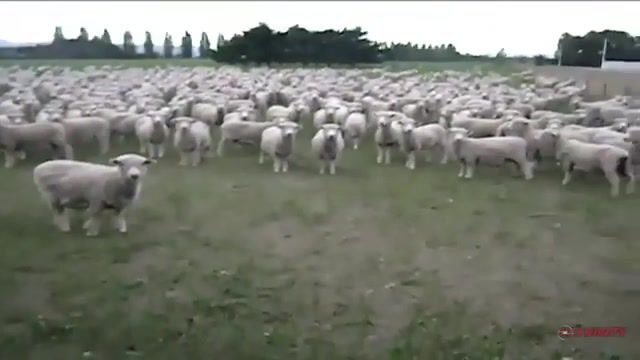 Sheep protest, sheep, protest, wtf, lol, funny, haha, new zealand, humour, hilarious, crazy, insane, sheep in new zealand, madness, nature travel.