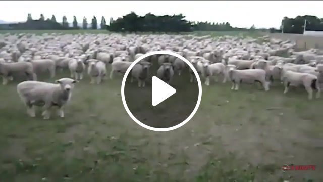Sheep protest, sheep, protest, wtf, lol, funny, haha, new zealand, humour, hilarious, crazy, insane, sheep in new zealand, madness, nature travel. #0