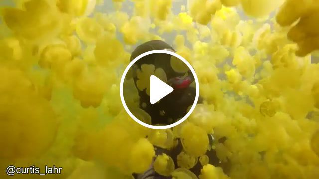 Yellow, best vines, funny vines, funny, funniest, nature travel. #0