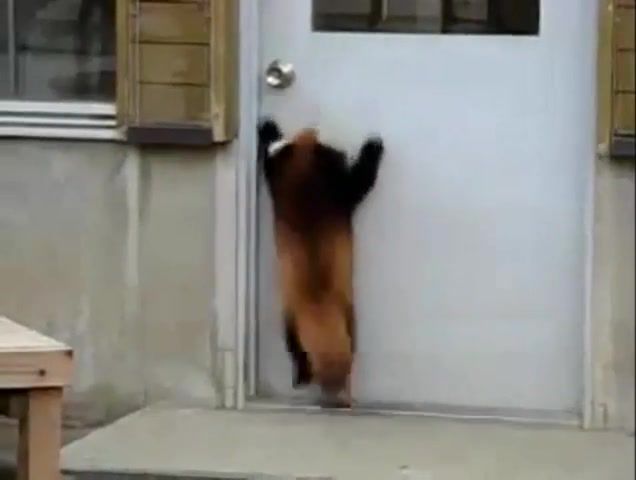 Jump jump red panda, panda, panda dance, jump.