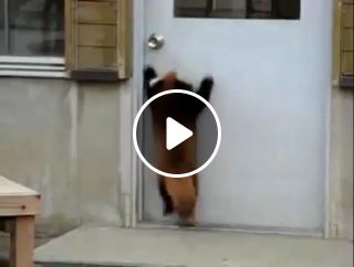 Jump jump red panda