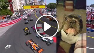 Formula 1 dog