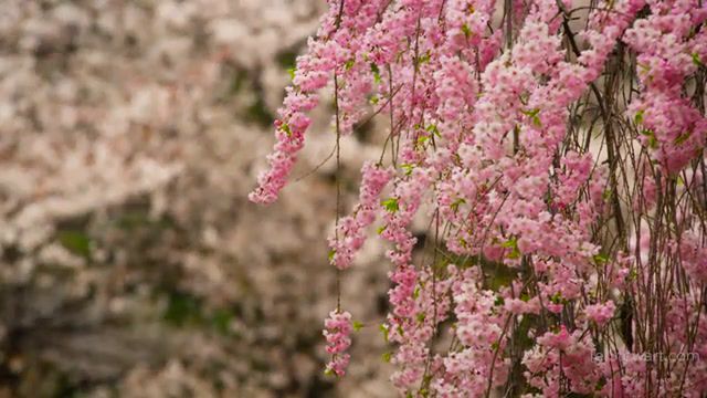 Beautiful sakura in japan secret place, fushimi inari shrine, fushimi inari taisha, shrine, japan, tokyo, sakura, flower petals, stock footage, free, kyoto, spring, japanese girls, nature, tel stewart, ultrahd, 4k, 5k, 6k, gremsy, gremsy h16, gimbal, stabilizer, how to, scenic, red epic, blossoms, cherry blossoms, 4k resolution, adobe, uhd, movi, freefly systems, gstabi, totoro wind forest, wind forest, wind, totoro, tourism, travel, adventure, lumetri, h16, japan clozee secret place, nature travel.