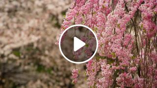 Beautiful sakura in japan secret place