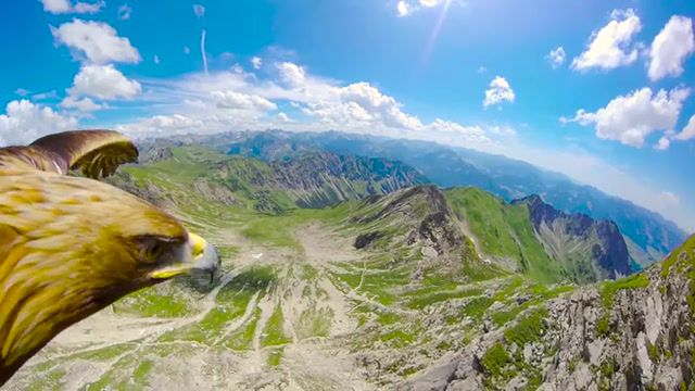 Breathtaking Eagle POV Flying Over The Alps, Red Bull, Redbull, Action Sports, Extreme Sports, Breathtaking View, Eagle Pov, Eagle View, Nebelhorn Germany, Eagle Nebelhorn, Bird View, Bird Pov, Eagle Gopro, Gopro, Mountain, Aerial View, Aerial, Mountains, View, Hiking, Wanderlust, Eagle Eye, 4k, Alps, Pov, Eagle, Hd Camera, Stoked, Eagel Eye, Redbull Eagle, Eagleeyes Camera, Bird, Red Bull Eagle Cam 360, Beautiful, Point Of View, Cam, Travel, Shane Eagle Red Bull, Red Bull Bird, Bird Red Bull, Nature Travel