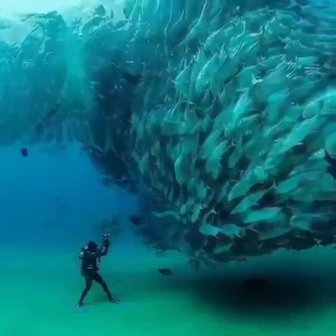 Fish Dance