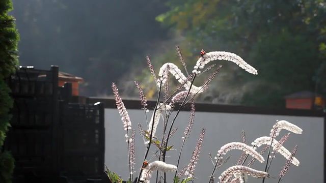 Good morning live, Sunny Morning, Steam, Gates Steaming, Peacock Call, Good Morning, Countryside, Live, 1080p, Full Hd, Canon 5d Mark Ii