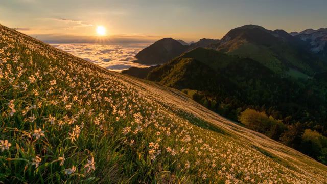 Mountain, Timelapse, Mountain, 4k Time Lapse, Spring, Flowers, Winter, Snow, Alps, Cloudy, Sun, Sunrise, Fog, Clouds Time Lapse, Sunlight, Bled, Foggy, Daffodils, Slovenia, Time Lapse, Music, Nature Travel
