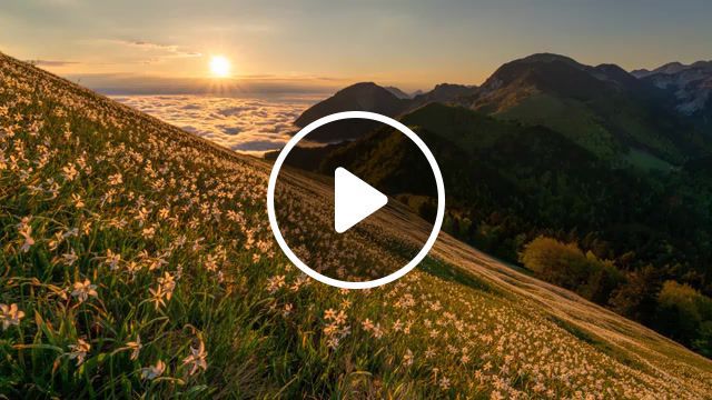 Mountain, Timelapse, Mountain, 4k Time Lapse, Spring, Flowers, Winter, Snow, Alps, Cloudy, Sun, Sunrise, Fog, Clouds Time Lapse, Sunlight, Bled, Foggy, Daffodils, Slovenia, Time Lapse, Music, Nature Travel