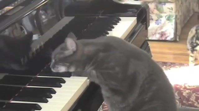 Sure. ENTIRE PERFORMANCE. Mindadog Psitis, Nora the Piano Cat, Clical, Kittens, Cats, Guinness, Cartoons, Meow, Kitten, Performance, Live, Cute, Kitty, Concert, Orchestra, Cat, Record, Composer, Conductor, Lithuania, Kot, Koshki, Koty, Cool, Funny, Animal, Tiere