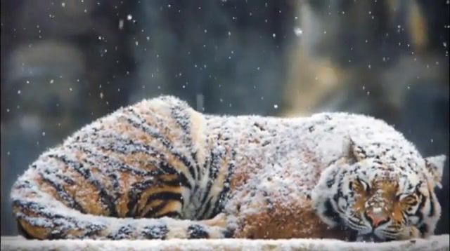 The Tiger - Video & GIFs | photo to 3d,camera projection,nature travel