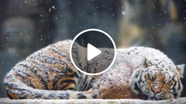The Tiger, Photo To 3d, Camera Projection, Nature Travel