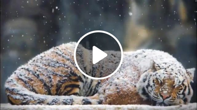 The Tiger, Photo To 3d, Camera Projection, Nature Travel