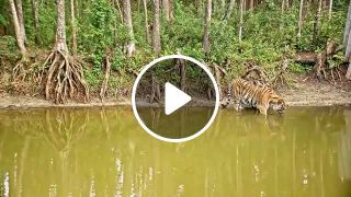 Tiger by the lake