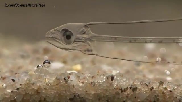 Transparent Fish Leptocephalus, Nature Travel