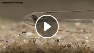 Transparent Fish Leptocephalus