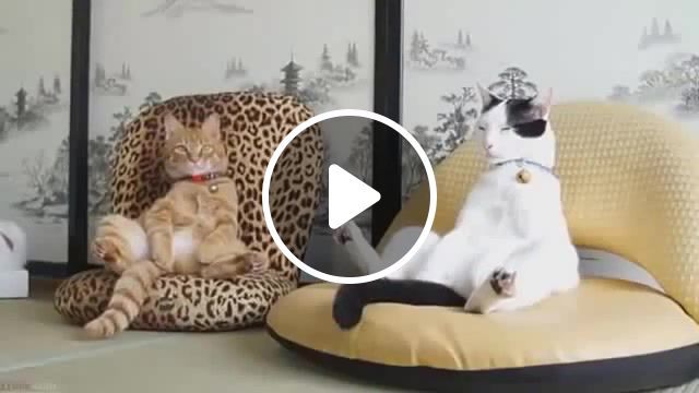 Noble cats, cats, music, funny, animals. #0