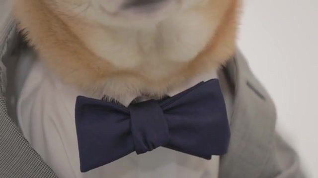 Unleashed menswear dog, tumblr, shiba inu, menswear, fashion, canines, new york, married couple, small business, new venture, ronin, nature travel.