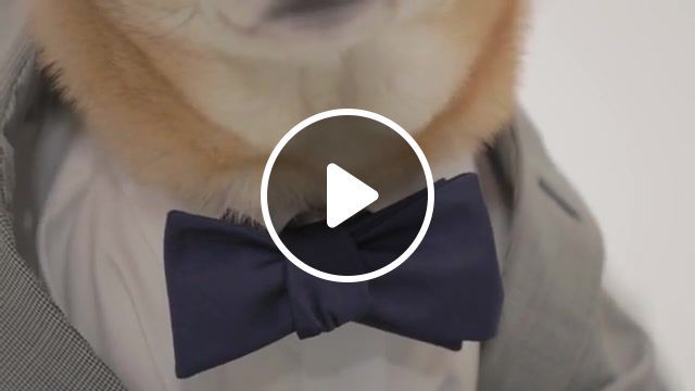 Unleashed menswear dog, tumblr, shiba inu, menswear, fashion, canines, new york, married couple, small business, new venture, ronin, nature travel. #0