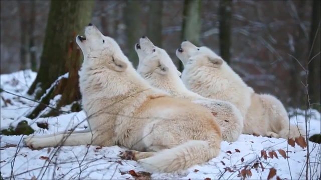 Arctic Wolfpack Howls, Arctic Wolf, Nature Travel
