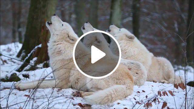 Arctic wolfpack howls, arctic wolf, nature travel. #0