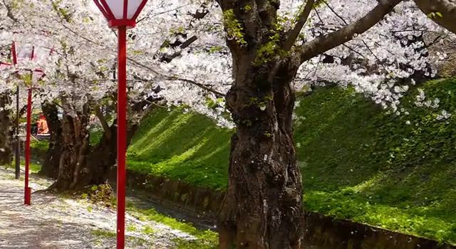 Cherry Blossom. Eleprimer. Music. Cinemagraphs. Cinemagraph. Japan. Hot. Fall. Beautiful. Wowomg. Clip. Ambient. Planet. Time. Spring. Wow. Cherry. Nature. Live Pictures.