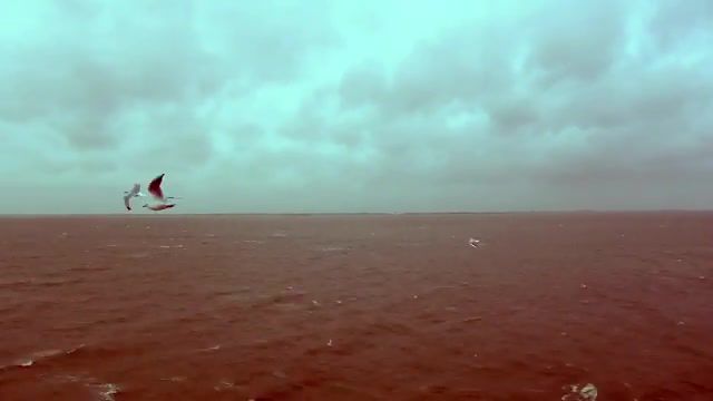 Every Which Way. Birds. Winter. Heavy Weather. Timelapse. Storm. Nederland. North Sea. Texel. Gopro. Canon 5dmkii. Nature Travel.