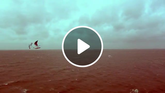 Every which way, birds, winter, heavy weather, timelapse, storm, nederland, north sea, texel, gopro, canon 5dmkii, nature travel. #0