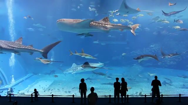 Largest aquarium in the world, aquarium, nature travel.