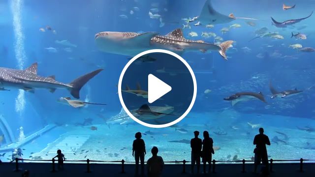 Largest aquarium in the world, aquarium, nature travel. #1