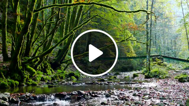 River, green, forest, living hour miss emerald green, music, nature, travel, river, nature travel. #1