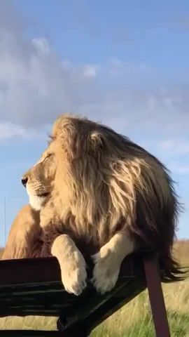 The lion king, nature travel.