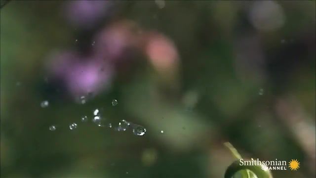 Touch me nots dispersing their seeds - Video & GIFs | squirting cucumber,stream tv,facts,vibration,watch,free,seed,explode,documentary,plant,violet flower,pod,pressure,touch me not,gun,episodes,channel,rocket,reaction,tv online,firework,smithsonian,free tv,bullet,amazing plants,nature travel