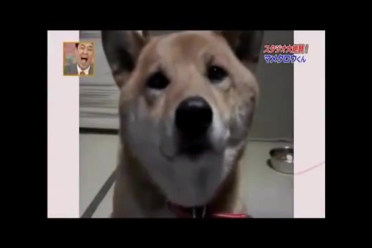 Dog can control its Barking, Japanese, Cute, Soft, Bark, Dog