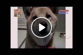 Dog can control its Barking