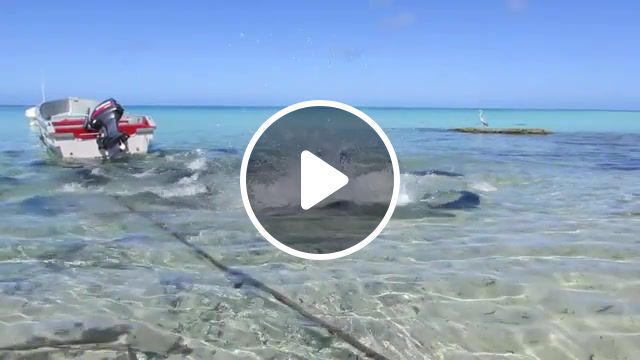 Giant Trevally Fish Attack
