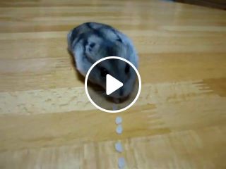 Pacman hamster