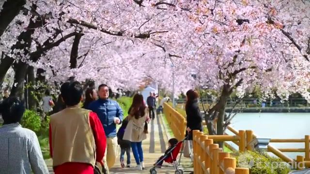 Beautiful japan scenery, japan, kyoto, sakura, japan music, travel japan, renshi tears and aki aki, renshi tears and aki aki satoshi, beautiful japan, beautiful japan scenery, nature travel.