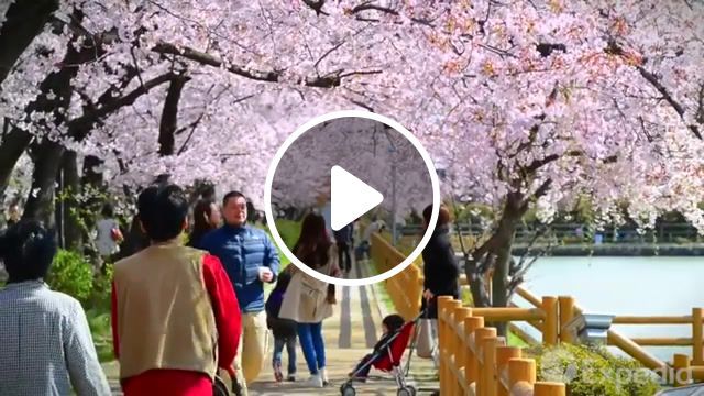 Beautiful japan scenery, japan, kyoto, sakura, japan music, travel japan, renshi tears and aki aki, renshi tears and aki aki satoshi, beautiful japan, beautiful japan scenery, nature travel. #0