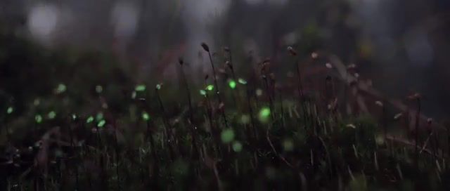 Deep in the forest - Video & GIFs | beautifull forrest,kittens,dogs,cats,cute,music,relax forrest,loop,yolo,many views,troy nick,gutsy,gta,wasted,mystic woods,beauty of nature,adobe after effects,effets,fx,trees,gr,deep in the woods,nature,beauty,relax,dark forest,mystic forest,woods,outdoor projection,forest,bioluminescent forest,bioluminescence,nature travel