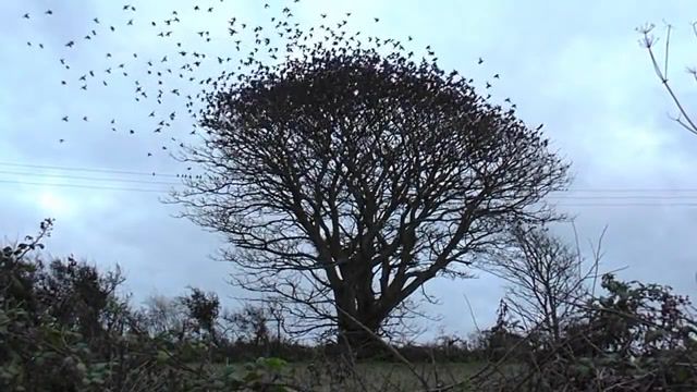 Murmurations, Murmuration Of Starlings, Starling, Murmuration, Nature Travel