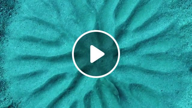 Puffer fish creates amazing pictures on the sand, nature travel. #0