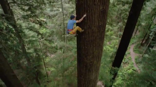 Put a little Twist - Video & GIFs | the interesting times gang,california,forest,redwoods,redwood forest,national park,rock climbing,trees,redbull,red bull,sports,sport,redwood national park,redwood tree,redwood,red wood,tree climbing,climb trees,tree,rig,harness,rope,free climbing,sport climbing,climbing,rock climb,mountain climb,climb,free climb,chris sharma,giant ascent,nature travel